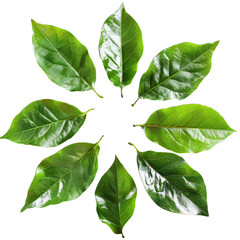 Wall Mural - green leaves isolated on white background