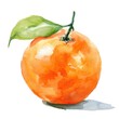 A watercolor illustration of a bright orange fruit with leaves