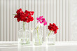 Set of colorful geranium blooms in bottles on white table. Soft focus