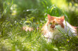 Cute red and white long-haired cat in nature outdoors. A funny cat is resting in the garden on the grass on a sunny summer day