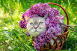 Cute Siamese cat in a basket with purple lilac flowers (Syringa) on the grass in the summer garden