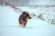 A dog runs across a snowy field