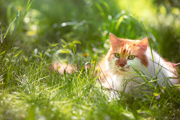 Wall Mural - Cute red and white long-haired cat in nature outdoors. A funny cat is resting in the garden on the grass on a sunny summer day