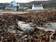 Huge dead grey seal lying on Narin beach by Portnoo - County Donegal, Ireland.