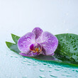 pink Phalaenopsis or Moth dendrobium Orchid flower in winter or spring day tropical garden isolated on white background.Selective focus.agriculture idea concept design with copy space add text.