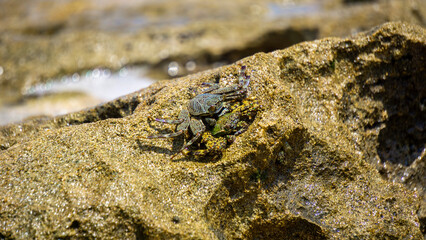 Charybdis feriata ( Rajungan karang, Crucifix Crab, Crucifix Swimming-crab). This animal is a species of swimming crab in the family Portunidae