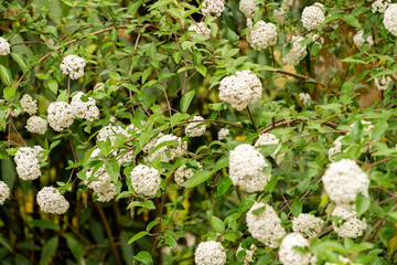 Burkwood viburnum or Viburnum X Burkwoodii plant in Saint Gallen in Switzerland