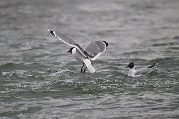 Wall Mural - FRANKLINS GULL