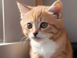 Tabby Ginger Cat Animal Realistic Photo Illustration Art	
