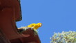 Yellow Bird on Tile Roof Edge Against Blue Sky Background