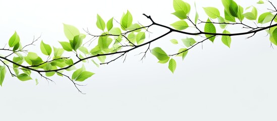 Fototapete - A closeup of twigs with fresh vibrant green leaves of spring against a white background creating a beautiful copy space image