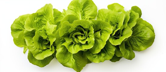 Aufkleber - Top view of a fresh green batavia lettuce salad head isolated on a white background with copy space showcasing its crinkled leaves and organic vegan and vegetarian nutrition