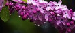 After the rain a captivating lilac blooms in the garden creating a picturesque scene ripe for capturing in a copy space image