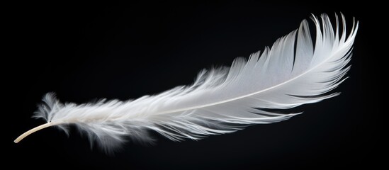 Aufkleber - A stunning white feather gracefully floats in the air standing out against the black background with ample copy space for an image