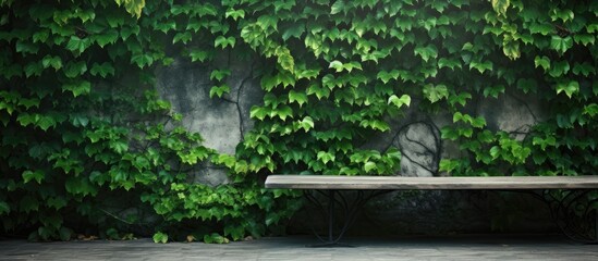 Poster - A space with ivy as a backdrop for a copy space image