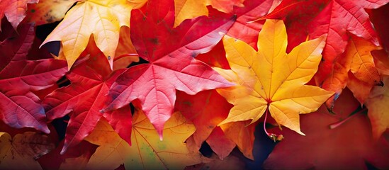Poster - A vibrant mix of red and yellow maple leaves adorns the fall landscape creating a stunning and colorful copy space image