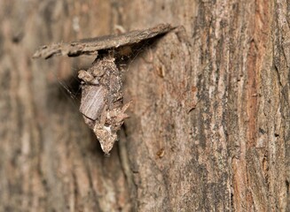 Wall Mural - Bagworm cocoon (Thyridopteryx ephemeraeformis) insect on tree nature Springtime pest control.