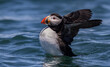 Atlantic puffin on an island off the coast of Maine. 