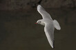 Tern in flight closeup