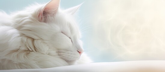 Poster - A white cat with its eyes closed is featured in a copy space image surrounded by a soft white vignette