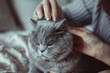 Cat combing, girl combs british shorthair cat hair, pet grooming, domestic animal fur, furry cat