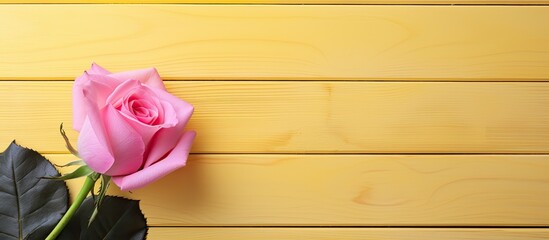 Poster - Pink wooden background featuring a yellow rose and a cosmetic cream Copy space image 54 characters