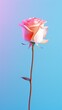 A single long-stemmed pink rose in full bloom against a blue background.