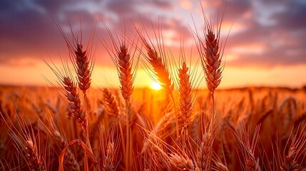 Poster - A wheat field at sunset