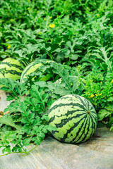 Wall Mural - Fresh watermelon fruit in watermelon fields. Watermelon harvest season in summer.