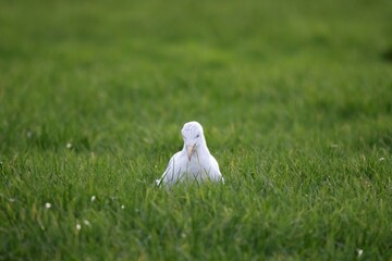 Wall Mural - A portrait of a white seagull, mew or gull seabird sitting in the green grass of a meadow on the countryside. The feathered animal is looking around searching for food.