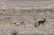 Pronghorn Antelope Bucks on the Arizona Prairie