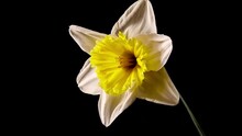 Yellow Daffodil On Black Background, Flowing Blooming .