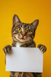 Tabby cat holding empty white sign in front of yellow studio background