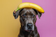 Funny dog with banana fruits on head in front of purple and yellow studio background