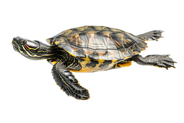 Wall Mural - Detailed North American Painted Turtle Isolated on White Background for Reptile Enthusiasts