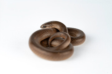 Wall Mural - Smooth Earth Snake - Virginia valeriae - on white background 