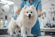 Fluffy white dog at grooming salon. Animal care concept