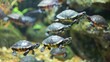 Turtles swimming in a freshwater aquarium. Turtles in the aquarium