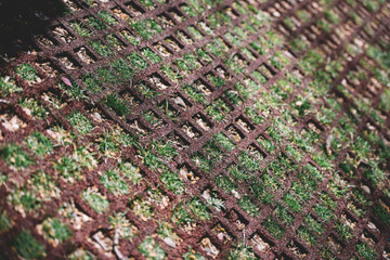 field carpet with natural field, Geometric texture with herbs