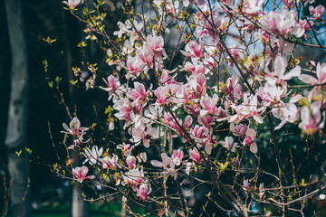 Poster - Magnolia flowers in spring, Magnolia flowers in Springtime