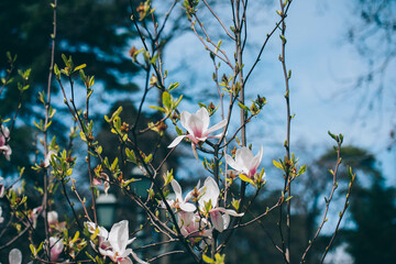 Poster - Magnolia flowers in spring, Magnolia flowers in Springtime