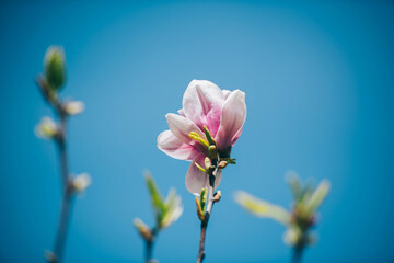 Poster - Magnolia flowers in spring, Magnolia flowers in Springtime