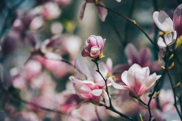 Poster - Magnolia flowers in spring, Magnolia flowers in Springtime