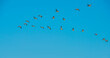 Birds flying in a blue colored foggy sky at sunrise in springtime, Almere, Flevoland, The Netherlands,  May 9, 2024