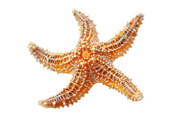 Wall Mural - Bright Orange Pacific Starfish Isolated on White Background for Marine Enthusiasts