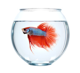 Sticker - Betta fish in a bowl aquarium isolated on transparent background.