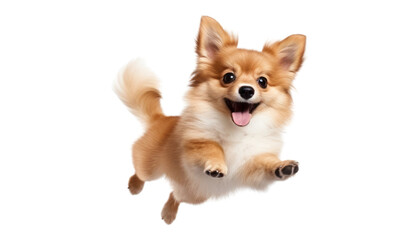 Wall Mural - jumping happy dog isolated on transparent background cutout