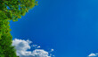 Smmer landscape, blue sky and tree