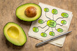Clean eating, a dietary approach focused on consuming whole, unprocessed foods while minimizing or avoiding processed foods, mind map infographics sketch on a napkin with avocado