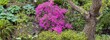 A lavender bush with flowers and buds of pink-lilac Makino rhododendron